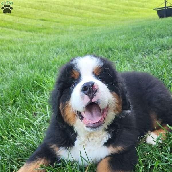 Huckelberry, Bernese Mountain Dog Puppy