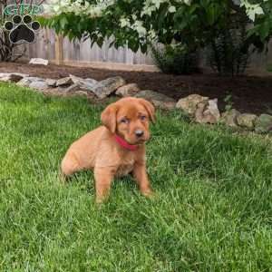 Bailey, Fox Red Labrador Retriever Puppy
