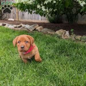 Bailey, Fox Red Labrador Retriever Puppy