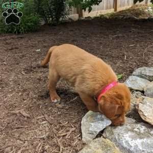 Bailey, Fox Red Labrador Retriever Puppy