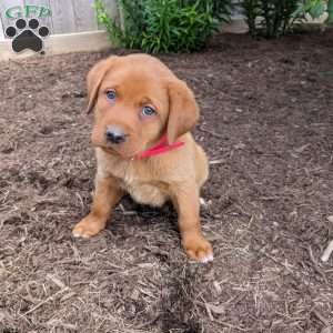 Bailey, Fox Red Labrador Retriever Puppy