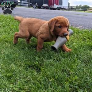 Bimbo, Fox Red Labrador Retriever Puppy