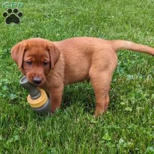 Bimbo, Fox Red Labrador Retriever Puppy