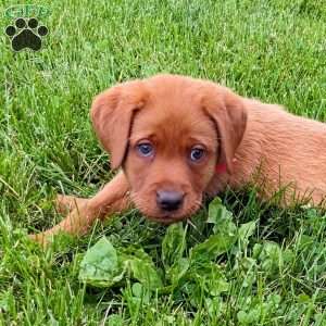 Bailey, Fox Red Labrador Retriever Puppy