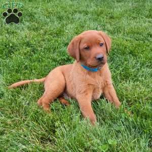 Bimbo, Fox Red Labrador Retriever Puppy