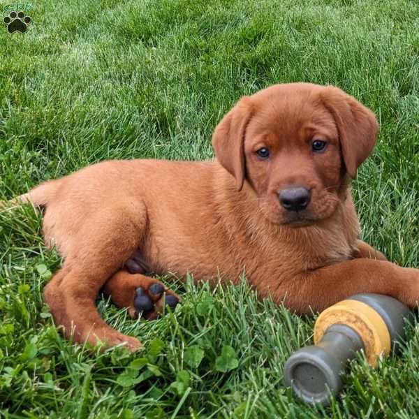 Bimbo, Fox Red Labrador Retriever Puppy