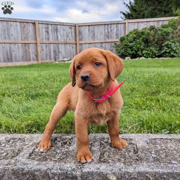 Bailey, Fox Red Labrador Retriever Puppy