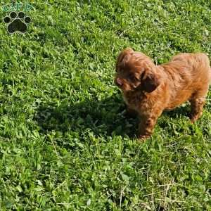 Lola F1B, Mini Goldendoodle Puppy