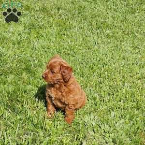 Lola F1B, Mini Goldendoodle Puppy