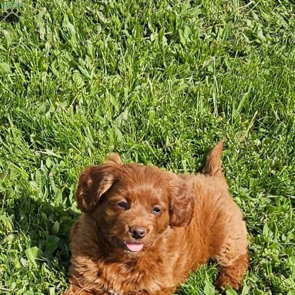 Lola F1B, Mini Goldendoodle Puppy