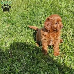 Lola F1B, Mini Goldendoodle Puppy