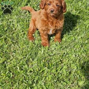 Lola F1B, Mini Goldendoodle Puppy