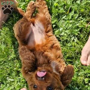 Lola F1B, Mini Goldendoodle Puppy