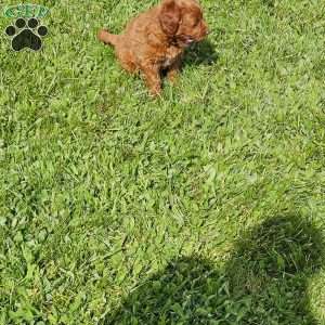 Lola F1B, Mini Goldendoodle Puppy