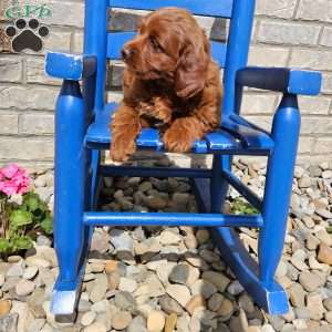 Lola F1B, Mini Goldendoodle Puppy
