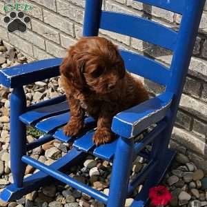 Lola F1B, Mini Goldendoodle Puppy
