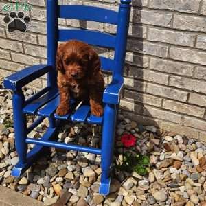 Lola F1B, Mini Goldendoodle Puppy