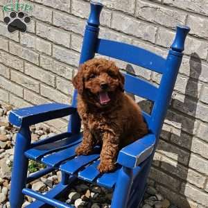 Luna F1B, Mini Goldendoodle Puppy