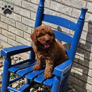 Luna F1B, Mini Goldendoodle Puppy