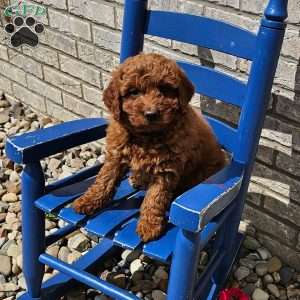 Luna F1B, Mini Goldendoodle Puppy