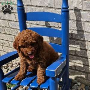 Luna F1B, Mini Goldendoodle Puppy