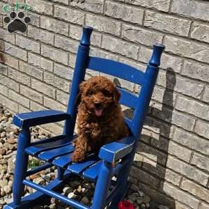 Luna F1B, Mini Goldendoodle Puppy