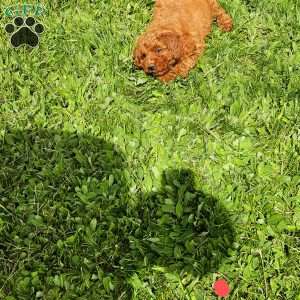 Luna F1B, Mini Goldendoodle Puppy