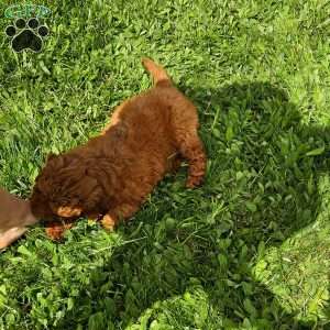 Luna F1B, Mini Goldendoodle Puppy