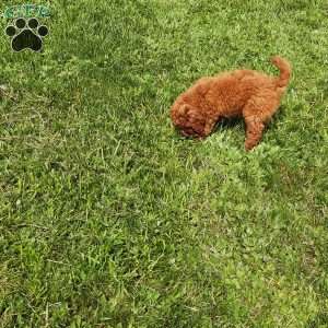 Luna F1B, Mini Goldendoodle Puppy