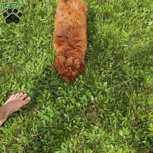 Luna F1B, Mini Goldendoodle Puppy