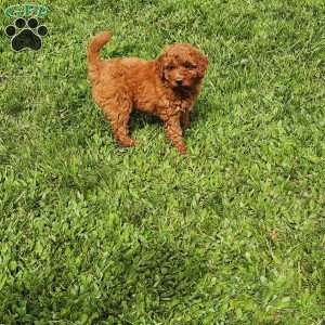 Luna F1B, Mini Goldendoodle Puppy