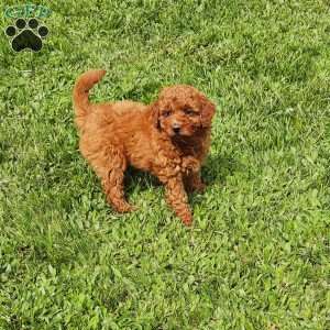 Luna F1B, Mini Goldendoodle Puppy