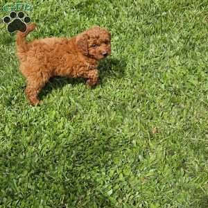 Luna F1B, Mini Goldendoodle Puppy