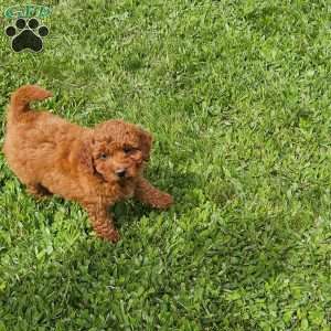Luna F1B, Mini Goldendoodle Puppy