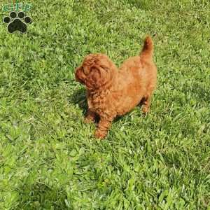 Luna F1B, Mini Goldendoodle Puppy
