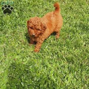 Luna F1B, Mini Goldendoodle Puppy