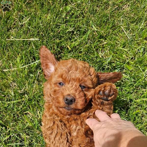 Luna F1B, Mini Goldendoodle Puppy