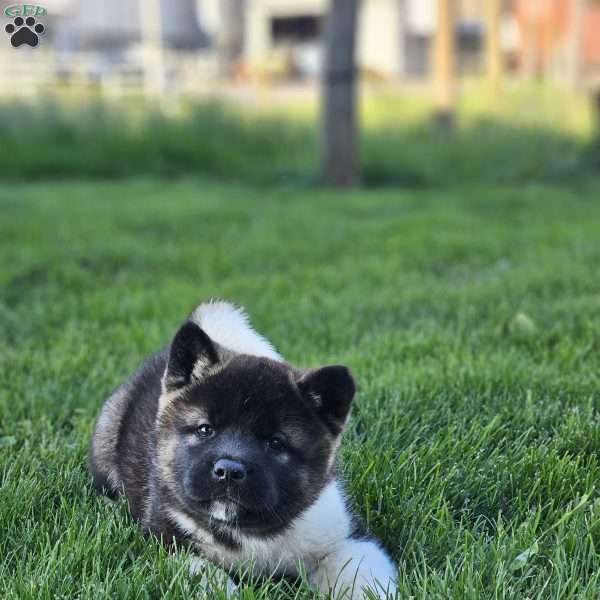 Mark, Akita Puppy