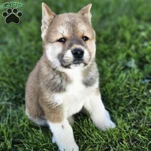 Moses, Akita Puppy