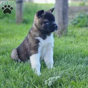Mark, Akita Puppy