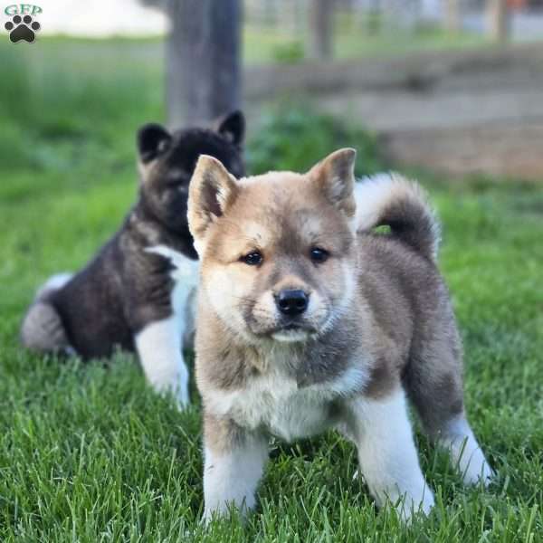 Moses, Akita Puppy