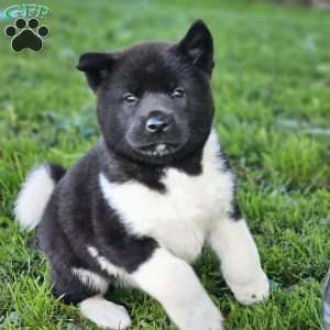 Malichi, Akita Puppy