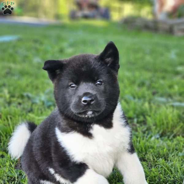 Malichi, Akita Puppy