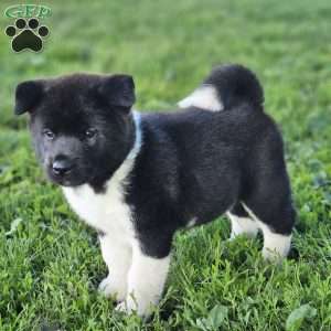 Malichi, Akita Puppy