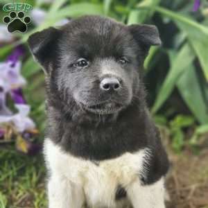 Mary, Akita Puppy