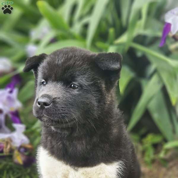 Mary, Akita Puppy
