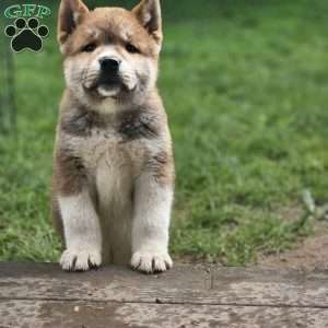 Moses, Akita Puppy