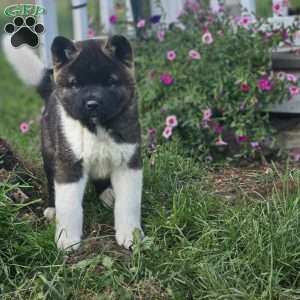 Mirrium, Akita Puppy