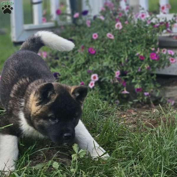 Mirrium, Akita Puppy