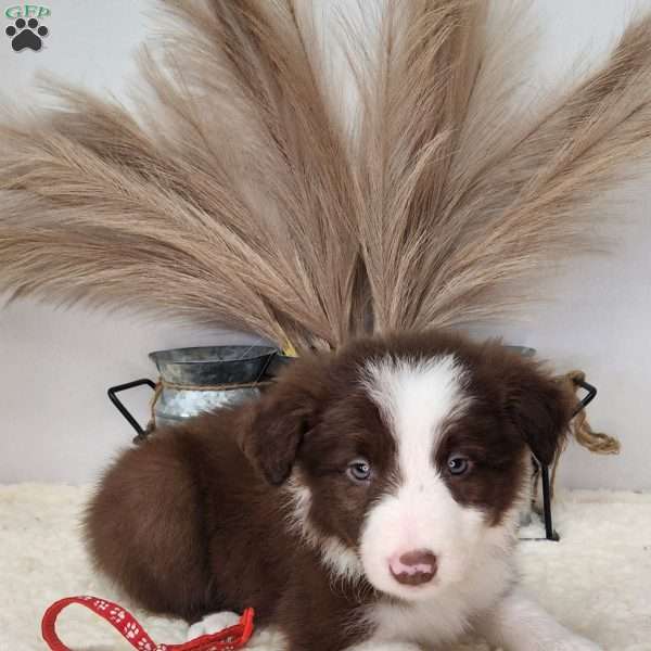 Blaze, Border Collie Puppy